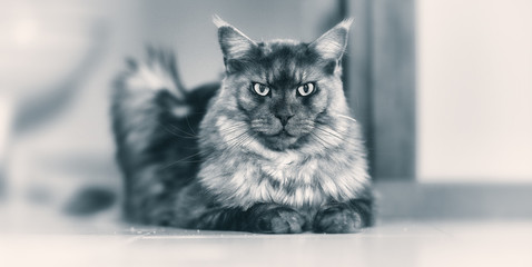 Maine Coon, the best cat ever! © Jacky