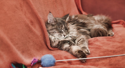 Maine Coon, the best cat ever! - obrazy, fototapety, plakaty