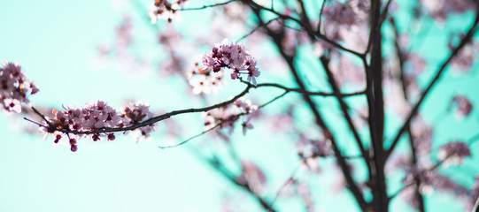 drzewko kwitnące wiosną