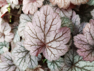 heuchera leaves closeup