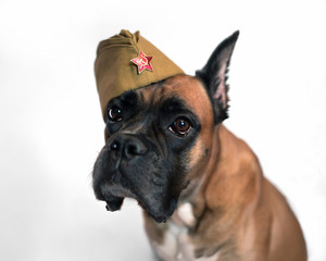 
portrait of a german boxer