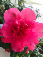 pink azalea flower close-up