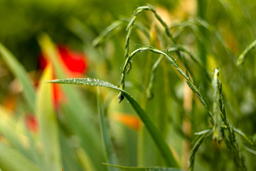 Lush green grass in the meadow with dew drops on the leaves. Beautiful artistic image of purity and freshness of nature. Selective focus.