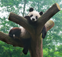 Cute giant panda bear sleeping
