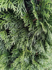 thuja branch closeup, evergreen