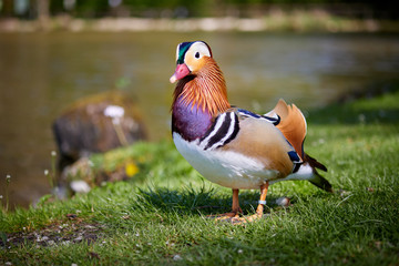 Mandarin duck walking and standing in the meadows on the gras near the pond - 340613895