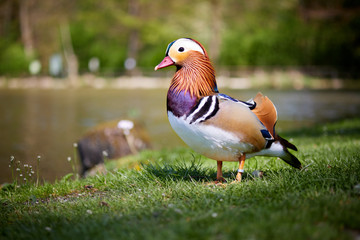 Mandarin duck walking and standing in the meadows on the gras near the pond - 340613898