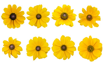 Yellow Corn Marigold daisy as background picture.flower on clipping path.