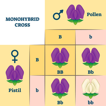 Monohybrid cross vector illustration. Educational plants gene mix scheme.