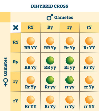 Dihybrid cross vector illustration. Labeled educational genetic table scheme