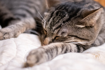 cat