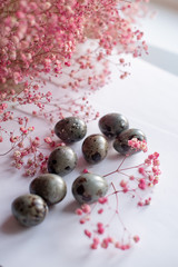 Quail eggs on a white pink background, gypsophila flowers with quail eggs, multi-colored quail eggs painted with natural dyes