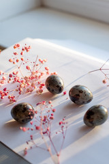 Quail eggs on a white pink background, gypsophila flowers with quail eggs, multi-colored quail eggs painted with natural dyes