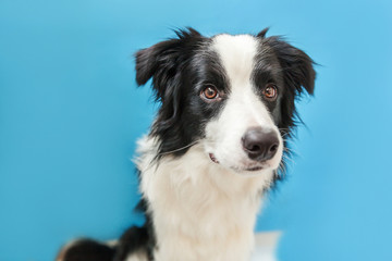 Funny studio portrait of cute smilling puppy dog border collie isolated on blue background. New lovely member of family little dog gazing and waiting for reward. Pet care and animals concept