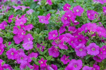 Spring outdoor dense colored morning glory，Ipmoea cairica