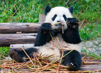 Young giant panda bear enjoys eating bamboo