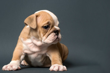 Cute English Bulldog puppy on a gray background . Space for text