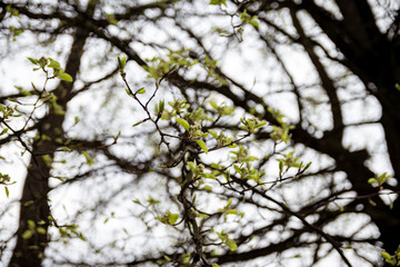 spring