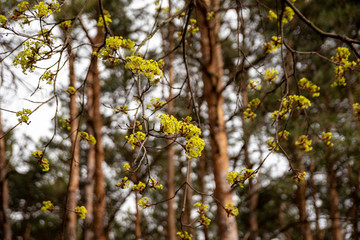 spring