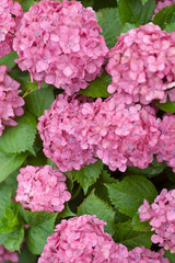 Fototapeta premium hydrangea 
