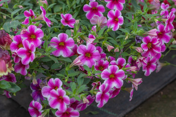 Spring outdoor dense colored morning glory，Ipmoea cairica