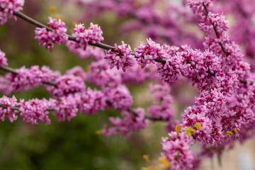 Beautiful lilac pink flowers blossomed on the plant Lingonaria Judas tree Cercis in spring in the park