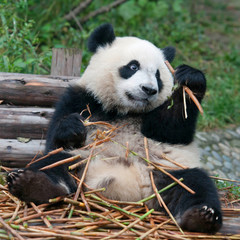 Obraz premium Young giant panda bear enjoys eating bamboo