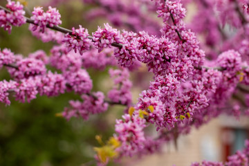 Beautiful lilac pink flowers blossomed on the plant Lingonaria Judas tree Cercis in spring in the park