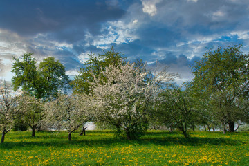 Landschaft mit Bäumen und Löwenzahn