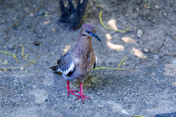 turtledove walking on the ground, with small branches