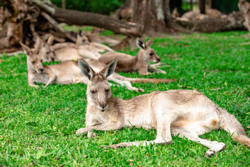 Naklejka na ściany i meble Kangaroos and wallabies at the santuary, Queensland, Australia