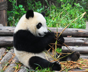 Young giant panda bear enjoys eating bamboo