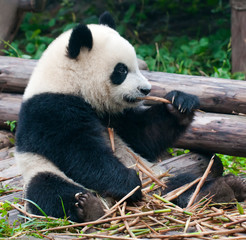 Fototapeta premium Young giant panda bear enjoys eating bamboo