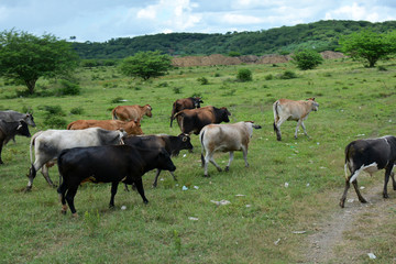 Naklejka na ściany i meble cows grazing on the meadow