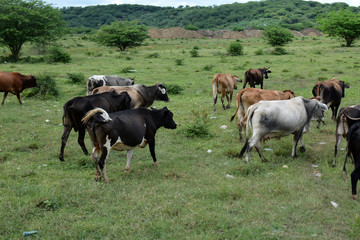 several milking cows on the field