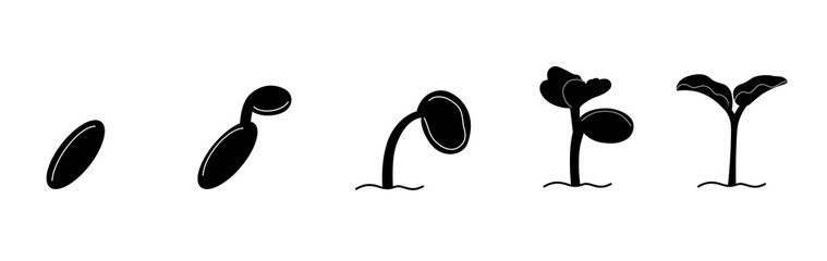 Seed growing into tree. Silhouette vector design.