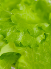 fresh lettuce isolated on white background