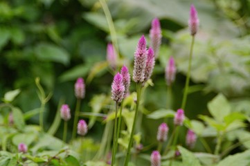 Beautiful Celosia (Amaranthaceae) in the garden.