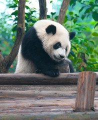 Giant panda bear playing