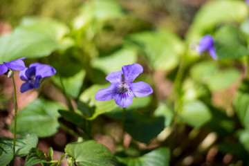 First violet blooming in spring sun Viola odorata
