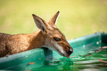 Kangaroos and wallabies at the santuary, Queensland, Australia
