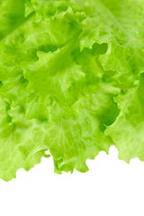 fresh lettuce isolated on white background