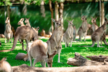 Kangaroos and wallabies at the santuary, Queensland, Australia