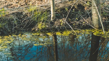 Bagno, sadzawka na wiosnę 