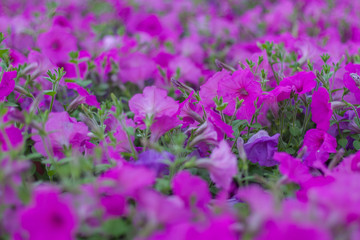 Spring outdoor dense colored morning glory，Ipmoea cairica