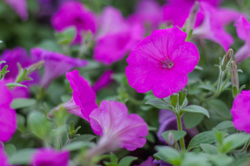 Obraz premium Spring outdoor dense colored morning glory，Ipmoea cairica