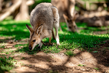 Kangaroos and wallabies at the santuary, Queensland, Australia