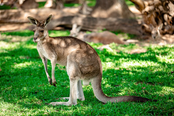 Kangaroos and wallabies at the santuary, Queensland, Australia