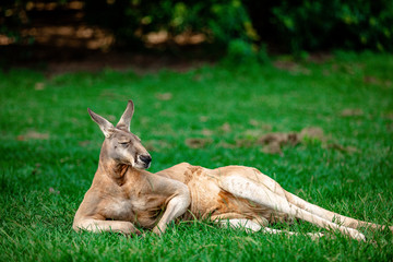Kangaroos and wallabies at the santuary, Queensland, Australia