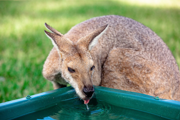 Kangaroos and wallabies at the santuary, Queensland, Australia